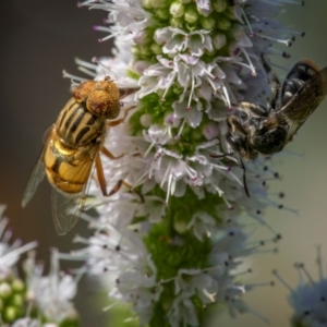 Eristalinus punctulatus at Ainslie, ACT - suppressed