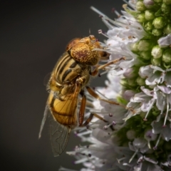 Eristalinus punctulatus at Ainslie, ACT - 9 Mar 2024