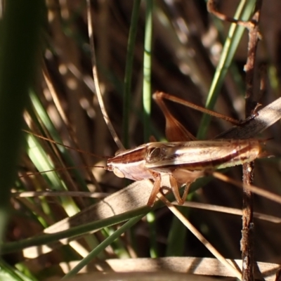 Conocephalus upoluensis (Meadow Katydid) at Mount Painter - 7 Mar 2024 by CathB