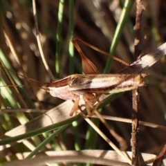 Conocephalus upoluensis at Mount Painter - 7 Mar 2024