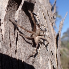 Unidentified Huntsman spider (Sparassidae) at Mount Painter - 6 Mar 2024 by CathB