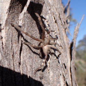 Neosparassus calligaster at Mount Painter - 7 Mar 2024