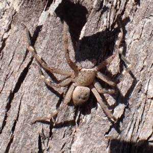 Neosparassus calligaster at Mount Painter - 7 Mar 2024