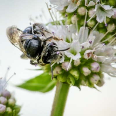 Lipotriches (Austronomia) ferricauda (Halictid bee) at Ainslie, ACT - 9 Mar 2024 by trevsci