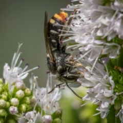 Lipotriches (Austronomia) ferricauda at Ainslie, ACT - 9 Mar 2024