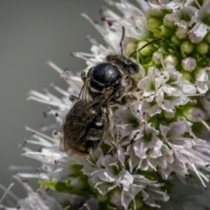 Lipotriches (Austronomia) ferricauda at Ainslie, ACT - 9 Mar 2024