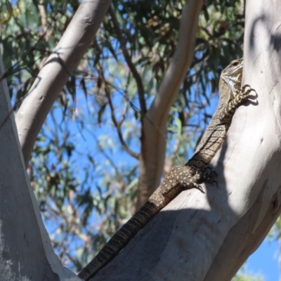 Varanus varius (Lace Monitor) at Lade Vale, NSW - 9 Mar 2024 by SandraH