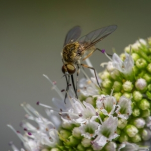 Geron sp. (genus) at Ainslie, ACT - suppressed