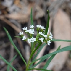 Platysace lanceolata (Shrubby Platysace) at Bulee, NSW - 6 Mar 2024 by RobG1