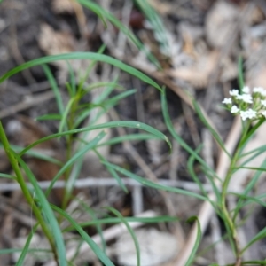 Platysace lanceolata at Morton National Park - 6 Mar 2024 12:11 PM