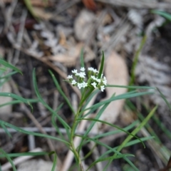 Platysace lanceolata at Morton National Park - 6 Mar 2024