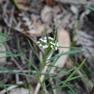 Platysace lanceolata at Morton National Park - 6 Mar 2024