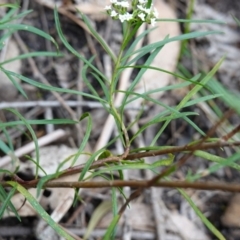 Platysace lanceolata at Morton National Park - 6 Mar 2024 12:11 PM