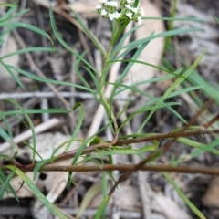 Platysace lanceolata at Morton National Park - 6 Mar 2024