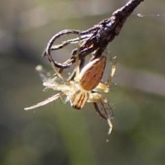 Oxyopes sp. (genus) (Lynx spider) at Cook, ACT - 6 Mar 2024 by CathB