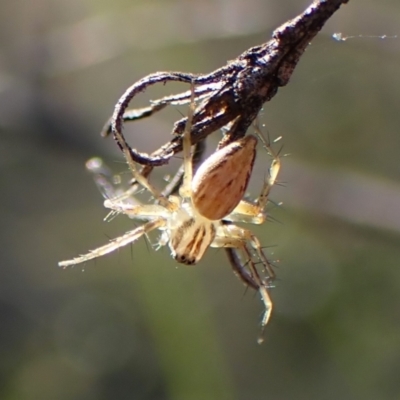 Oxyopes (genus) (Lynx spider) at Mount Painter - 7 Mar 2024 by CathB