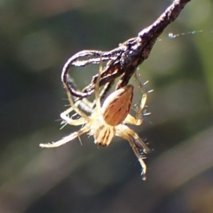 Oxyopes sp. (genus) at Mount Painter - 7 Mar 2024