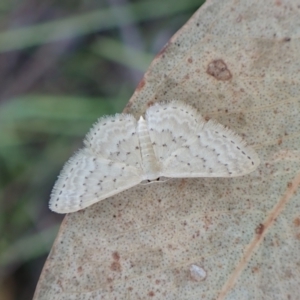 Idaea philocosma at Mount Painter - 7 Mar 2024 08:52 AM