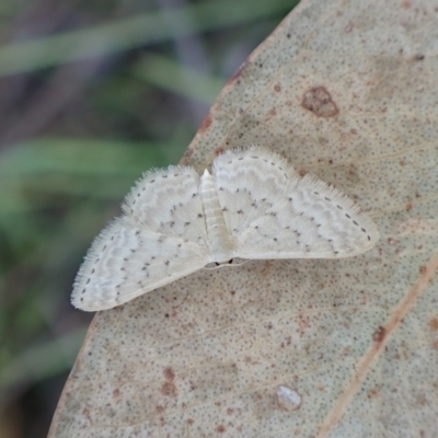 Idaea philocosma (Flecked Wave) at Mount Painter - 6 Mar 2024 by CathB