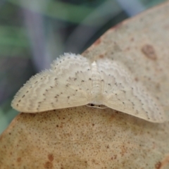 Idaea philocosma at Mount Painter - 7 Mar 2024 08:52 AM