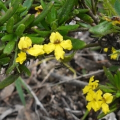 Goodenia heterophylla subsp. montana (Variable Goodenia) at Bulee, NSW - 6 Mar 2024 by RobG1