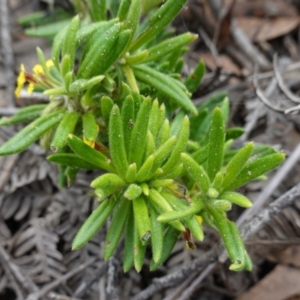 Goodenia heterophylla subsp. montana at Morton National Park - 6 Mar 2024