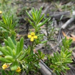 Goodenia heterophylla subsp. montana at Morton National Park - 6 Mar 2024