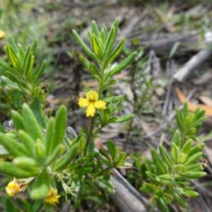 Goodenia heterophylla subsp. montana at Morton National Park - 6 Mar 2024 12:03 PM