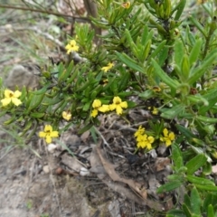 Goodenia heterophylla subsp. montana at Morton National Park - 6 Mar 2024 12:03 PM