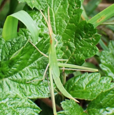 Acrida conica (Giant green slantface) at Cook, ACT - 22 Jan 2024 by CathB