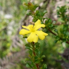 Hibbertia monogyna (A Guinea-Flower) at Bulee, NSW - 6 Mar 2024 by RobG1