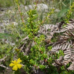 Hibbertia monogyna at Morton National Park - 6 Mar 2024