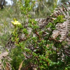 Hibbertia monogyna at Morton National Park - 6 Mar 2024