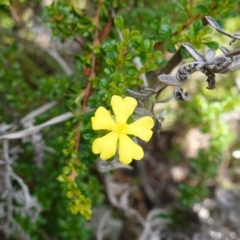 Hibbertia monogyna at Morton National Park - 6 Mar 2024 12:14 PM