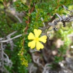 Hibbertia monogyna at Morton National Park - 6 Mar 2024
