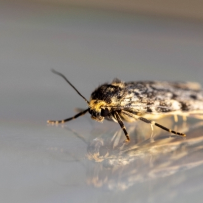 Halone sinuata (Rock Lichen Moth) at QPRC LGA - 9 Mar 2024 by MarkT