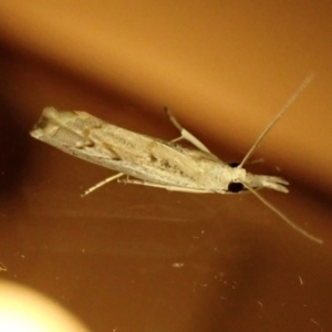 Culladia cuneiferellus at Cook, ACT - 6 Mar 2024