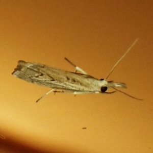 Culladia cuneiferellus at Cook, ACT - suppressed