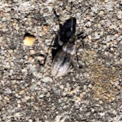 Naupactus leucoloma at Harrison, ACT - 11 Feb 2024 04:57 PM