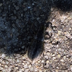 Naupactus leucoloma at Harrison, ACT - 11 Feb 2024