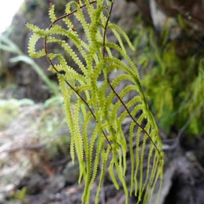 Gleichenia rupestris (Scrambling Coral Fern) at Bulee, NSW - 6 Mar 2024 by RobG1