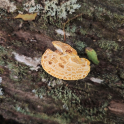 Fomitopsis maculatissima at Harolds Cross, NSW - 9 Mar 2024 by Csteele4