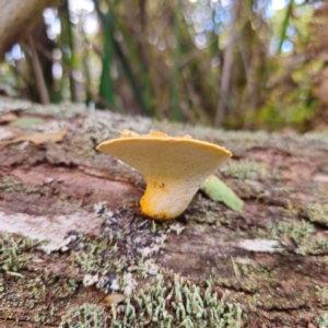 Fomitopsis maculatissima at suppressed - suppressed