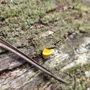 Fomitopsis maculatissima at suppressed - suppressed