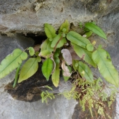 Blechnum (genus) (A Hard Fern) at Morton National Park - 6 Mar 2024 by RobG1