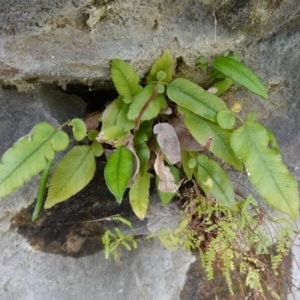 Blechnum sp. at Morton National Park - 6 Mar 2024 12:18 PM