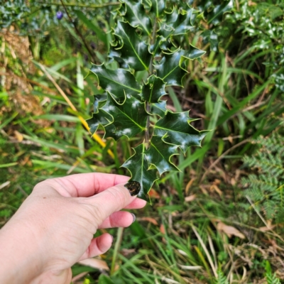Ilex aquifolium (Holly) at Tallaganda State Forest - 9 Mar 2024 by Csteele4