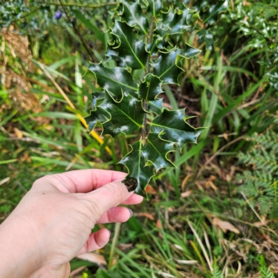 Ilex aquifolium (Holly) at Harolds Cross, NSW - 9 Mar 2024 by Csteele4