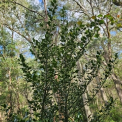 Ilex aquifolium at QPRC LGA - 9 Mar 2024