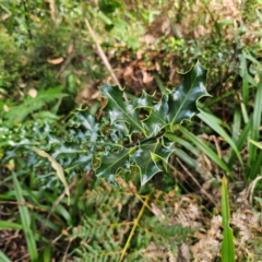 Ilex aquifolium at QPRC LGA - 9 Mar 2024